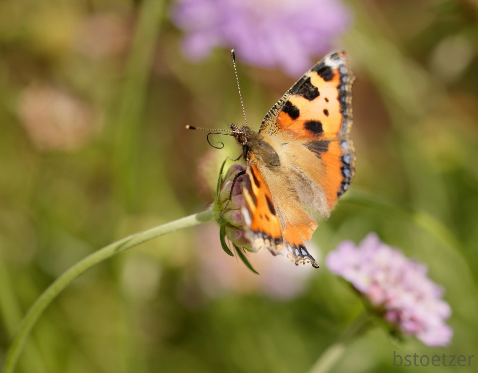 851 4789 DxO Komp DxO Komp 2062