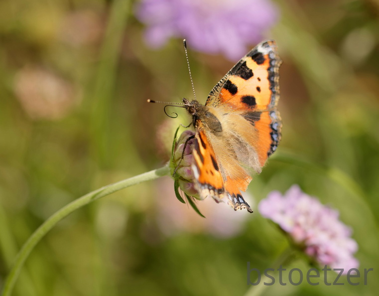 851 4789 DxO Komp DxO Komp 2062