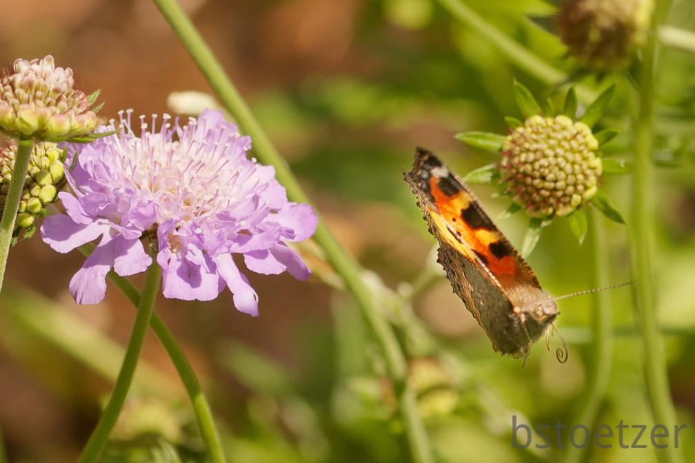 851 4799 DxO Komp 2063