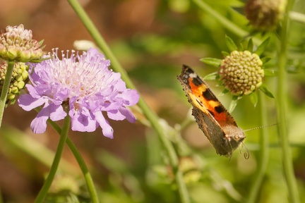 851 4799 DxO Komp 2063