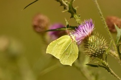 851 7594 DxO Web 2071