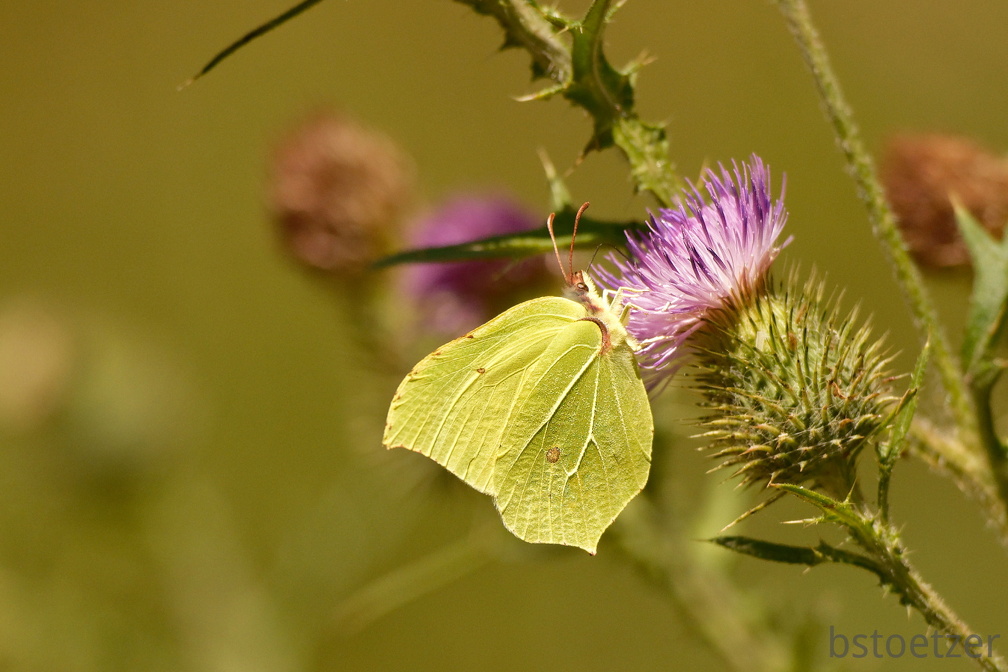 851 7594 DxO Web 2071