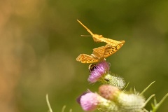 851 7602 DxO Web 2061