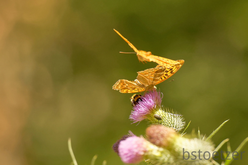 851 7602 DxO Web 2061