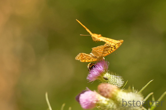 851 7602 DxO Web 2061