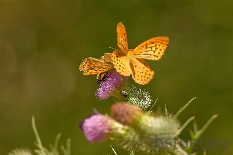 851 7603 DxO Web 2066