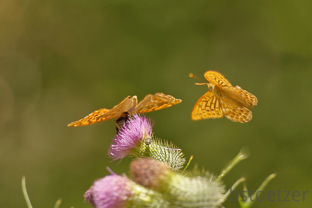 851 7606 DxO Web 2045