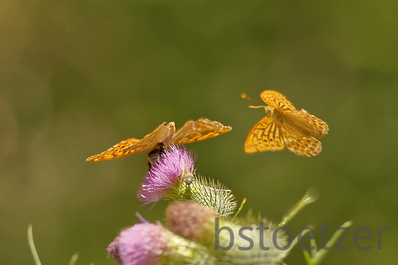 851 7606 DxO Web 2045