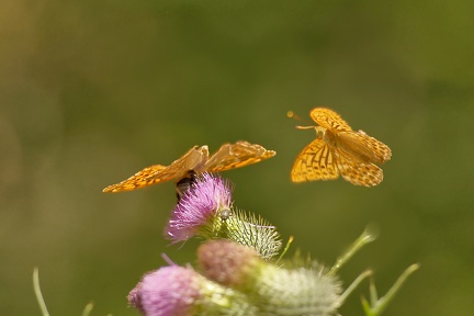 851 7606 DxO Web 2045