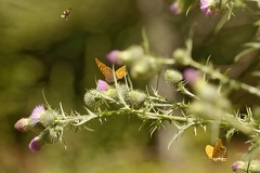 851 7614 DxO Web 2076