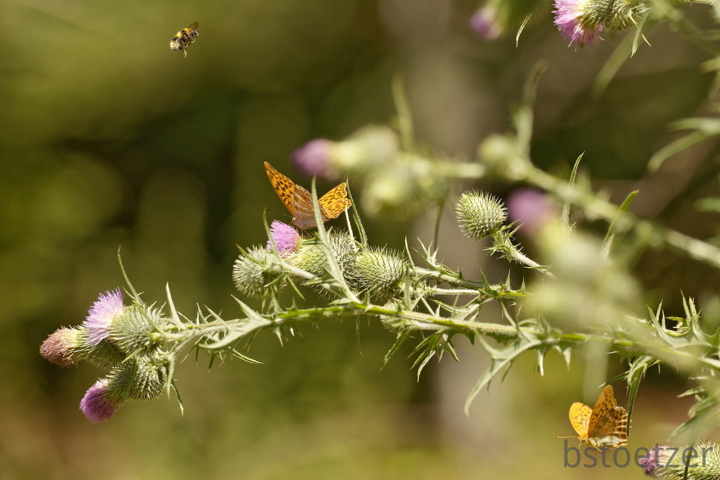 851 7614 DxO Web 2076