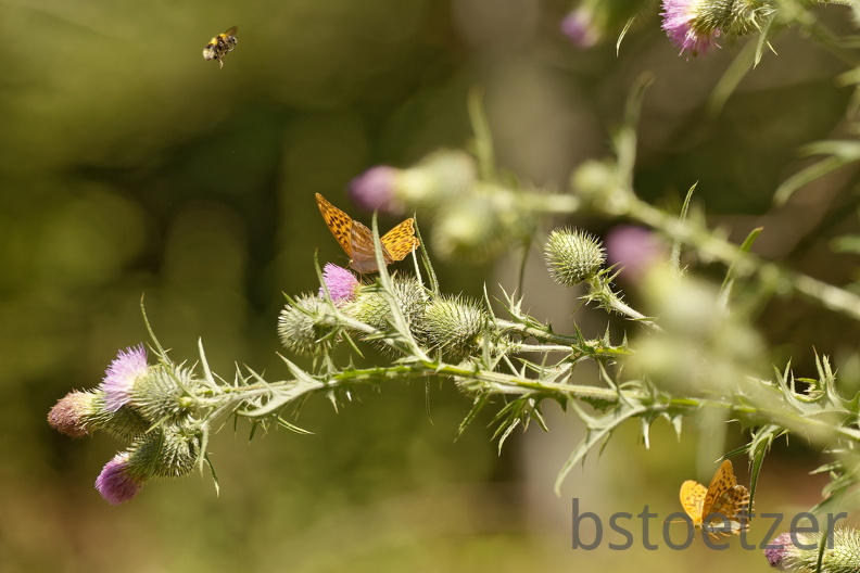 851 7614 DxO Web 2076