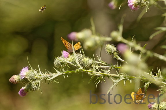 851 7614 DxO Web 2076