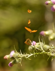 851 7626 DxO Web Schnitt 2067