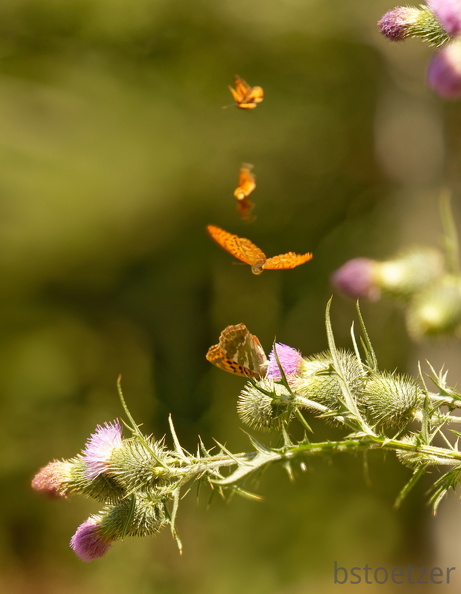 851 7626 DxO Web Schnitt 2067