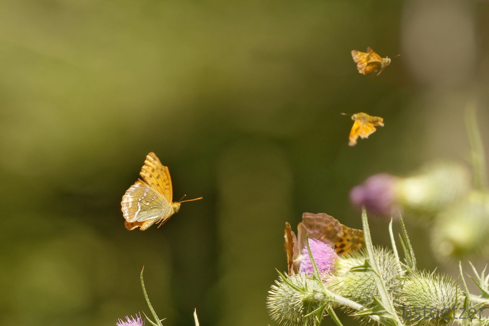 851 7629 DxO Web Schnitt 751 2042