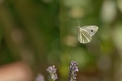 851 8261 DxO Web Schnitt