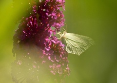 851 8288 DxO Web Schnitt 2065