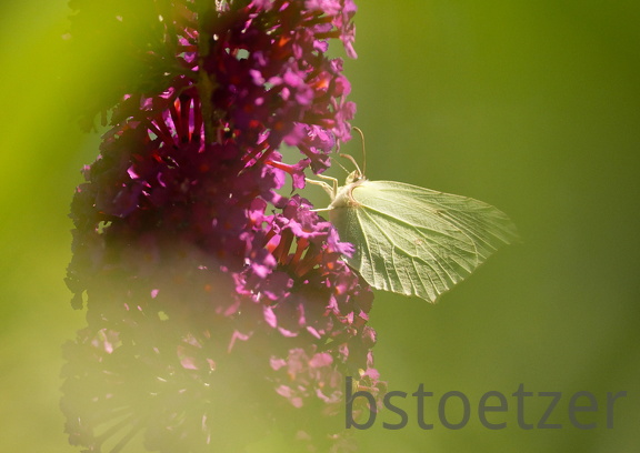 851 8288 DxO Web Schnitt 2065