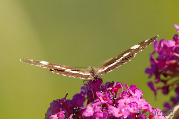 851 8367 DxO Web Schnitt 975