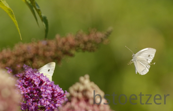 851 8428 DxO Web Schnitt corr 940 2059