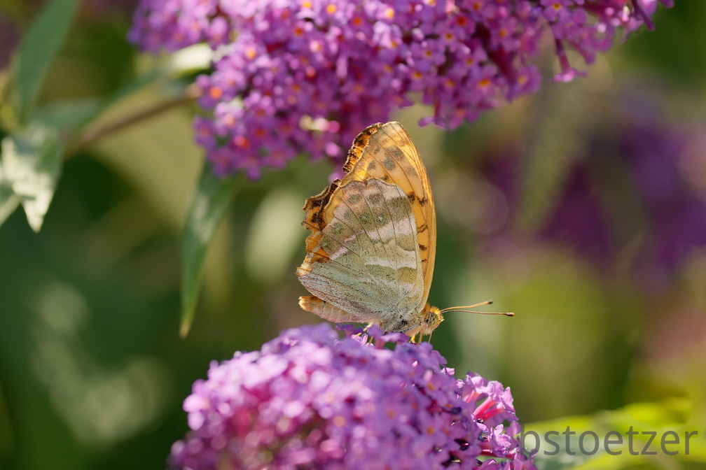 851 8441 DxO Web Schnitt corr 939 2053