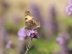 A32 6834 Schnitt 1623