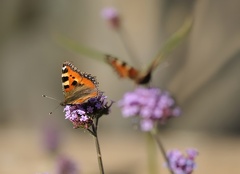 A32 6823 Schnitt 2058