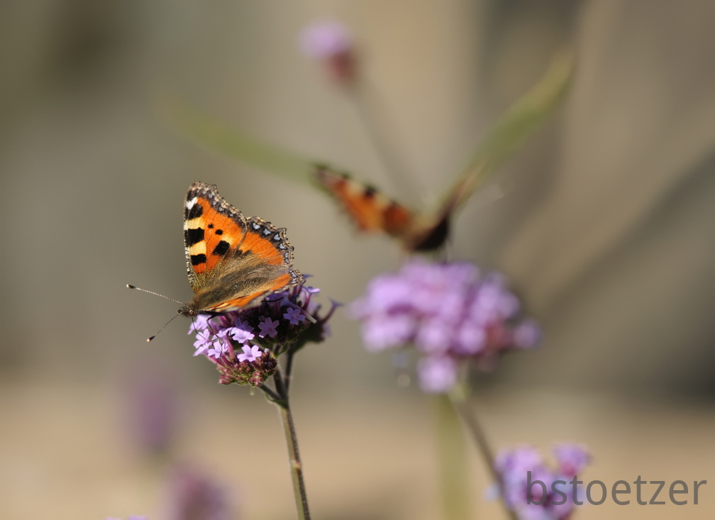 A32 6823 Schnitt 2058