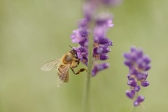 851 6819 DxO Web 2184