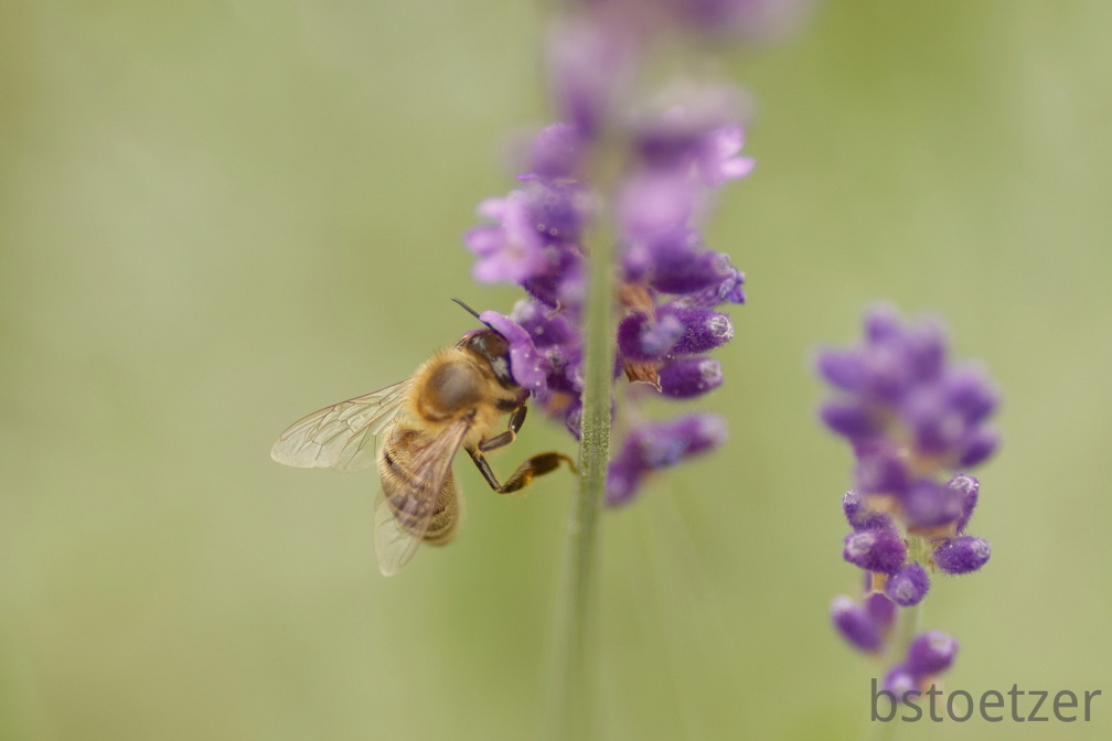 851 6819 DxO Web 2184