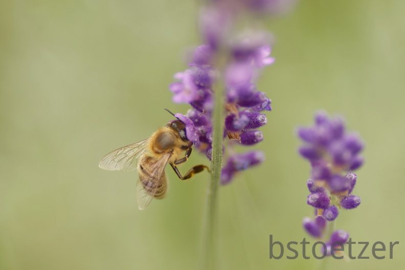 851 6819 DxO Web 2184