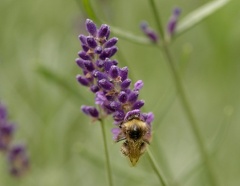 851 6861 DxO Web 2185