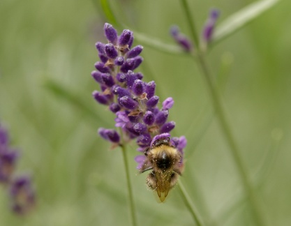 851 6861 DxO Web 2185