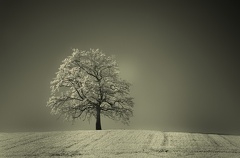 DSC 8465 IR SW col Gauss Schnitt 2134