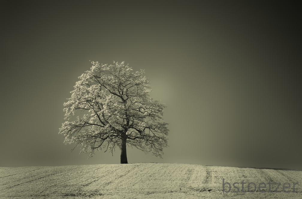 DSC 8465 IR SW col Gauss Schnitt 2134