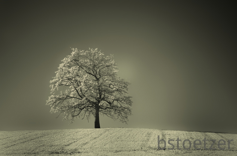 DSC 8465 IR SW col Gauss Schnitt 2134