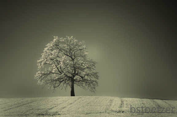 DSC 8465 IR SW col Gauss Schnitt 2134