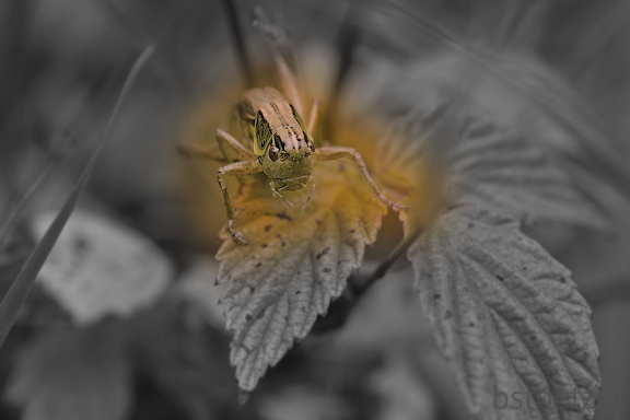 A32 5855 SW Farbe Schnitt