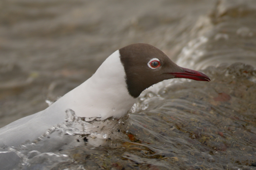 852 9389Web 2721 - Kopie