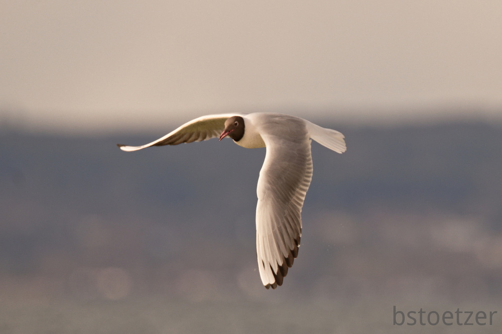 852 9549Web 2736 - Kopie