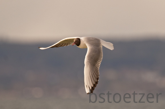 852 9549Web 2736 - Kopie