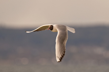 852 9549Web 2736 - Kopie