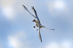 852 9557Web 2735 - Kopie