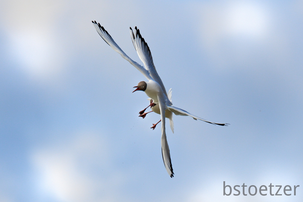 852 9557Web 2735 - Kopie