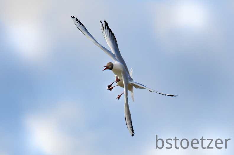 852 9557Web 2735 - Kopie