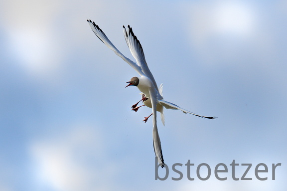 852 9557Web 2735 - Kopie