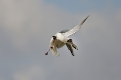 852 9558Web 2734 - Kopie