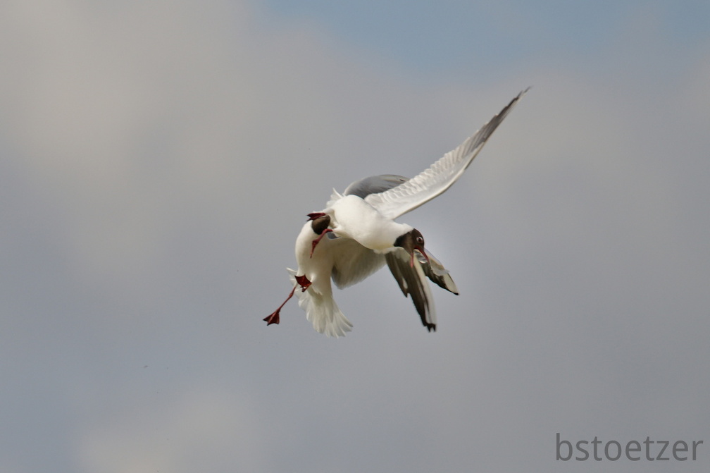 852 9558Web 2734 - Kopie