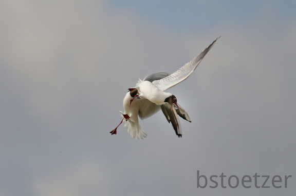 852 9558Web 2734 - Kopie